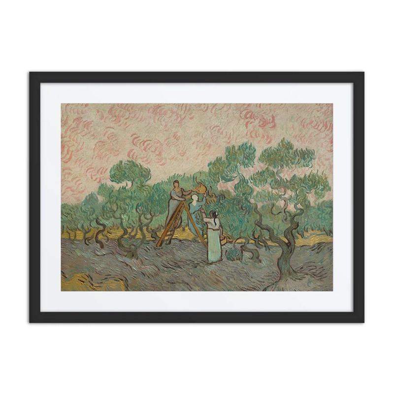 Women Picking Olives