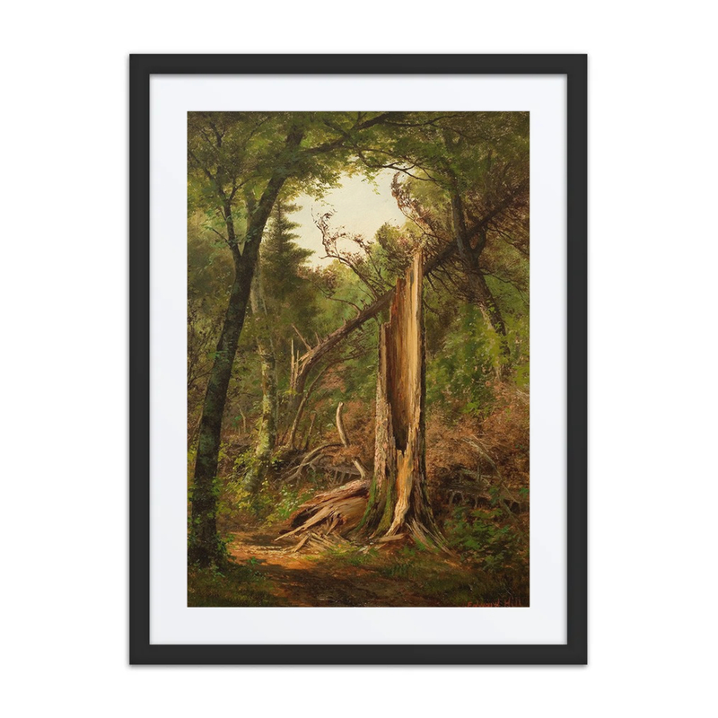 Woodland Interior