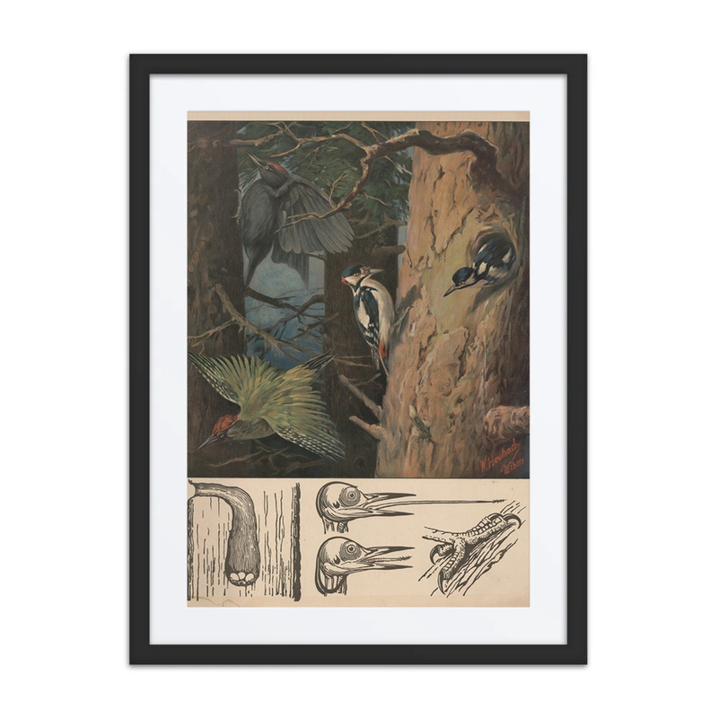 Woodpeckers