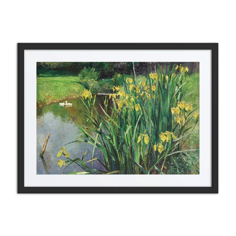 Yellow Irises by a Pond