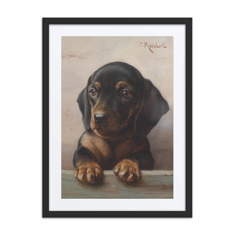 Young Dachshund