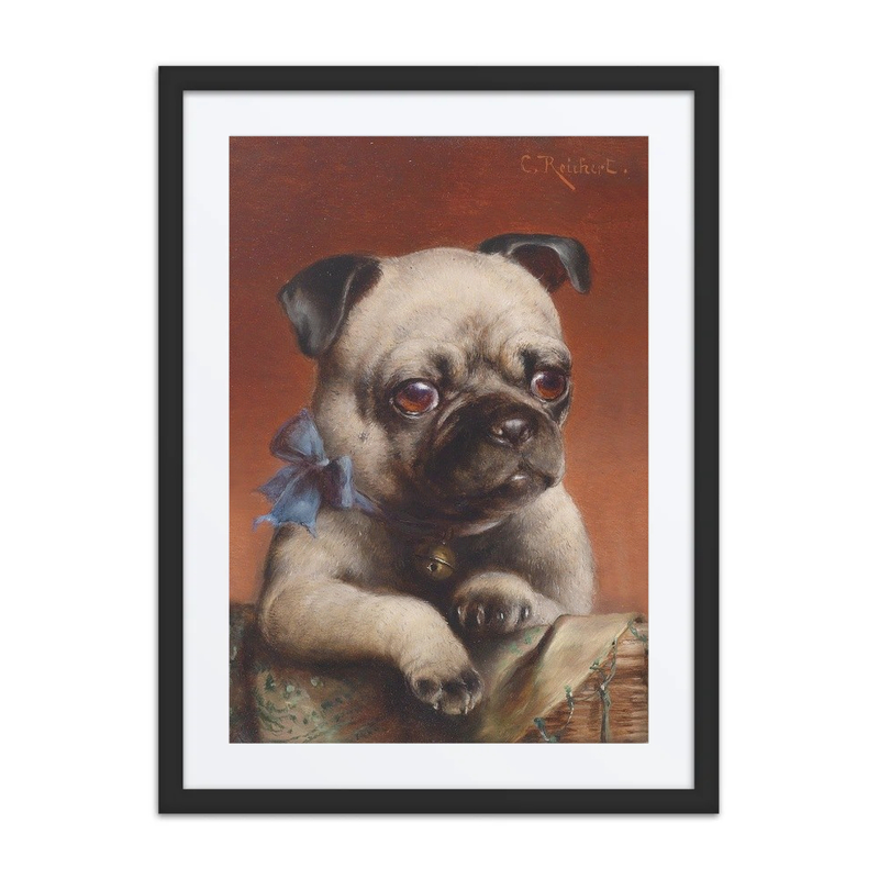 Young Pug