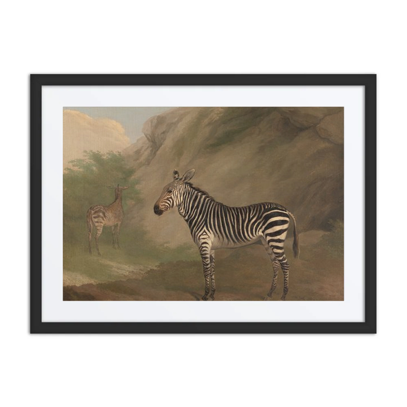 Zebra