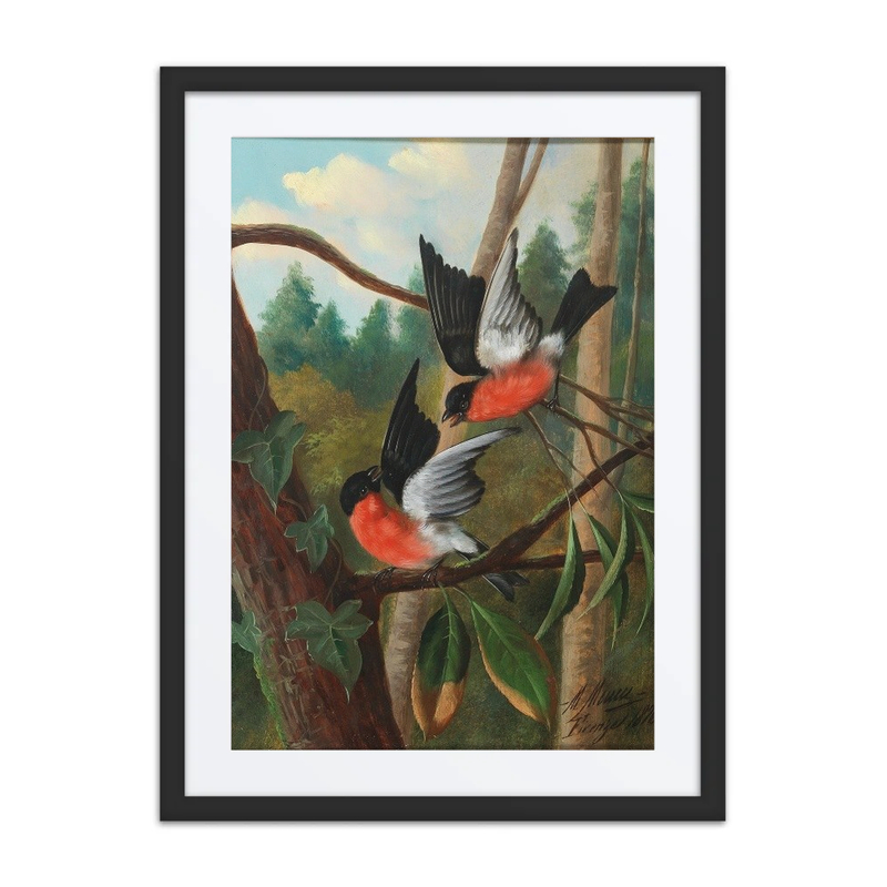 Zwei Vögel Im Streit